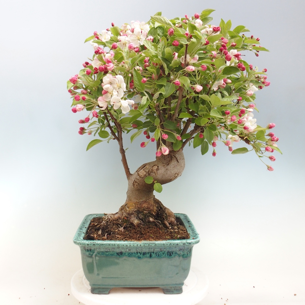 Bonsai voor buiten -Malus halliana - Appelboom met kleine vruchten