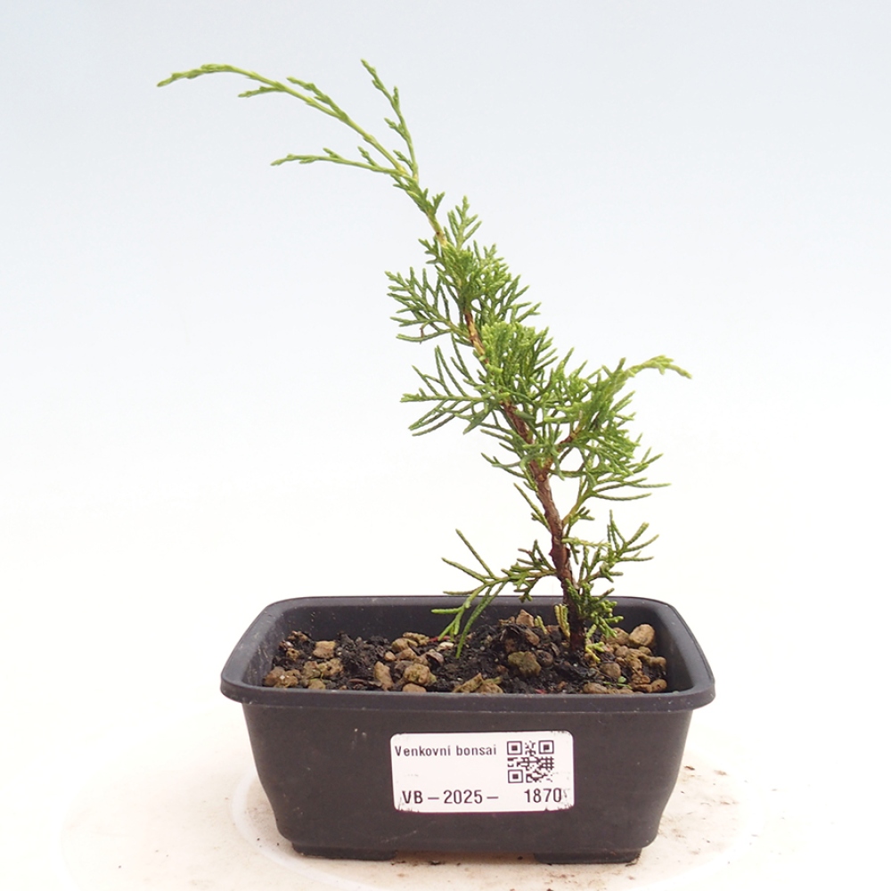 Bonsai voor buiten - Juniperus chinensis Itoigawa