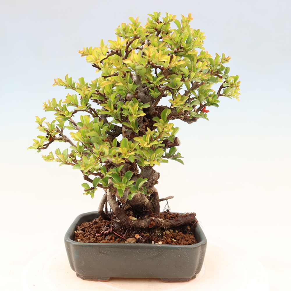 Bonsai voor buiten - Chaneomeles speciosa Chojubai