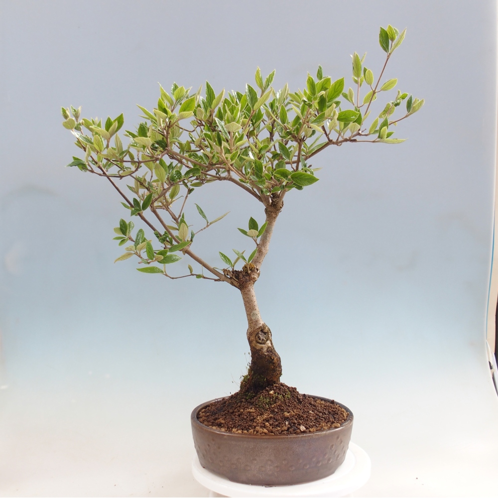 Bonsai voor buiten - Kalina Bodnanská - Viburum carlesii hemsi