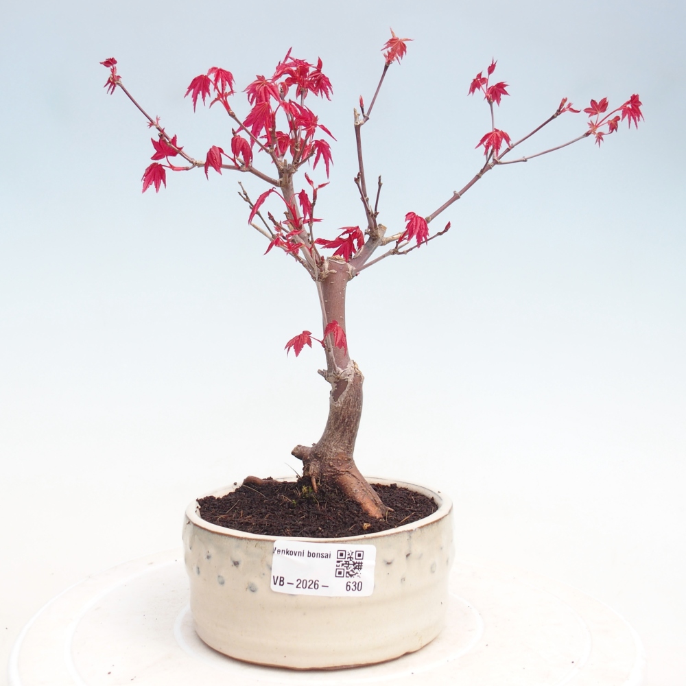 Bonsai voor buiten - Acer palmatum DESHOJO