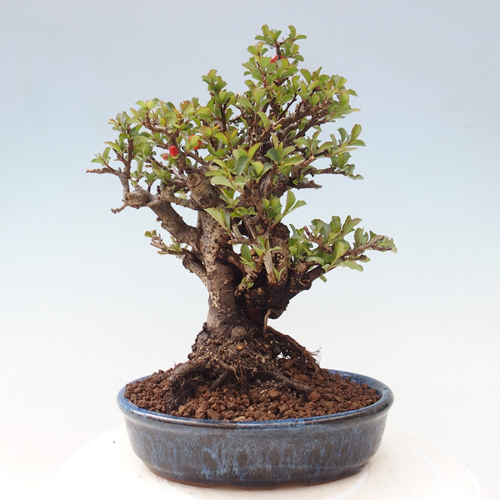 Bonsai voor buiten - Chaneomeles speciosa - Kweepeer
