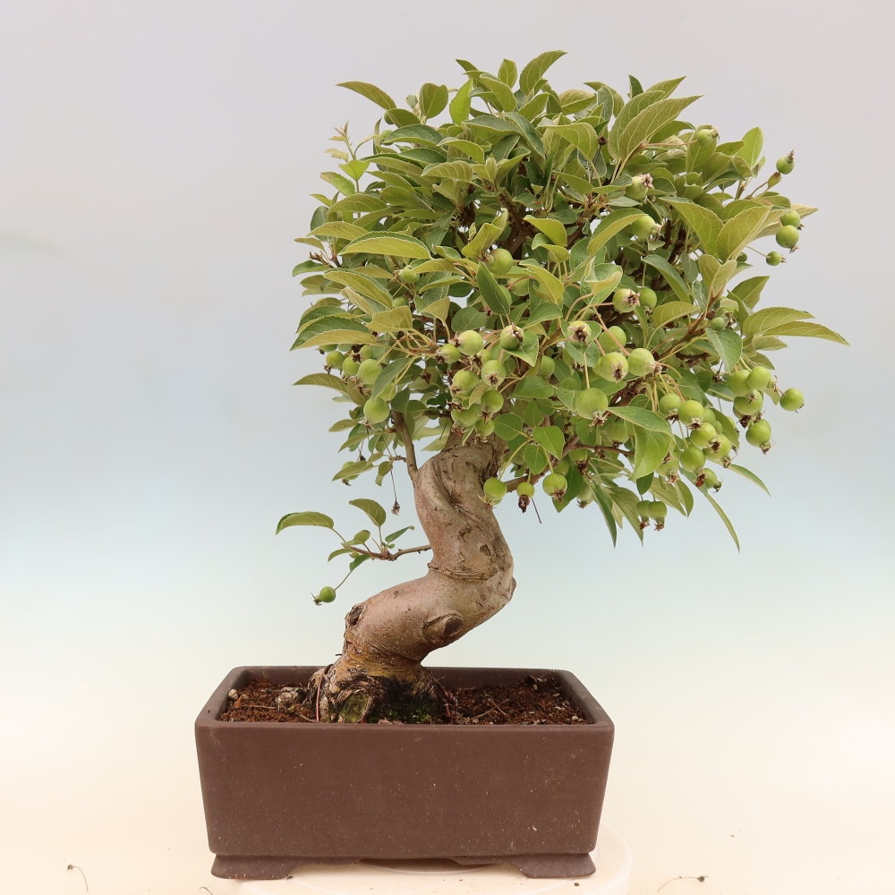 Bonsai voor buiten -Malus halliana - Appelboom met kleine vruchten