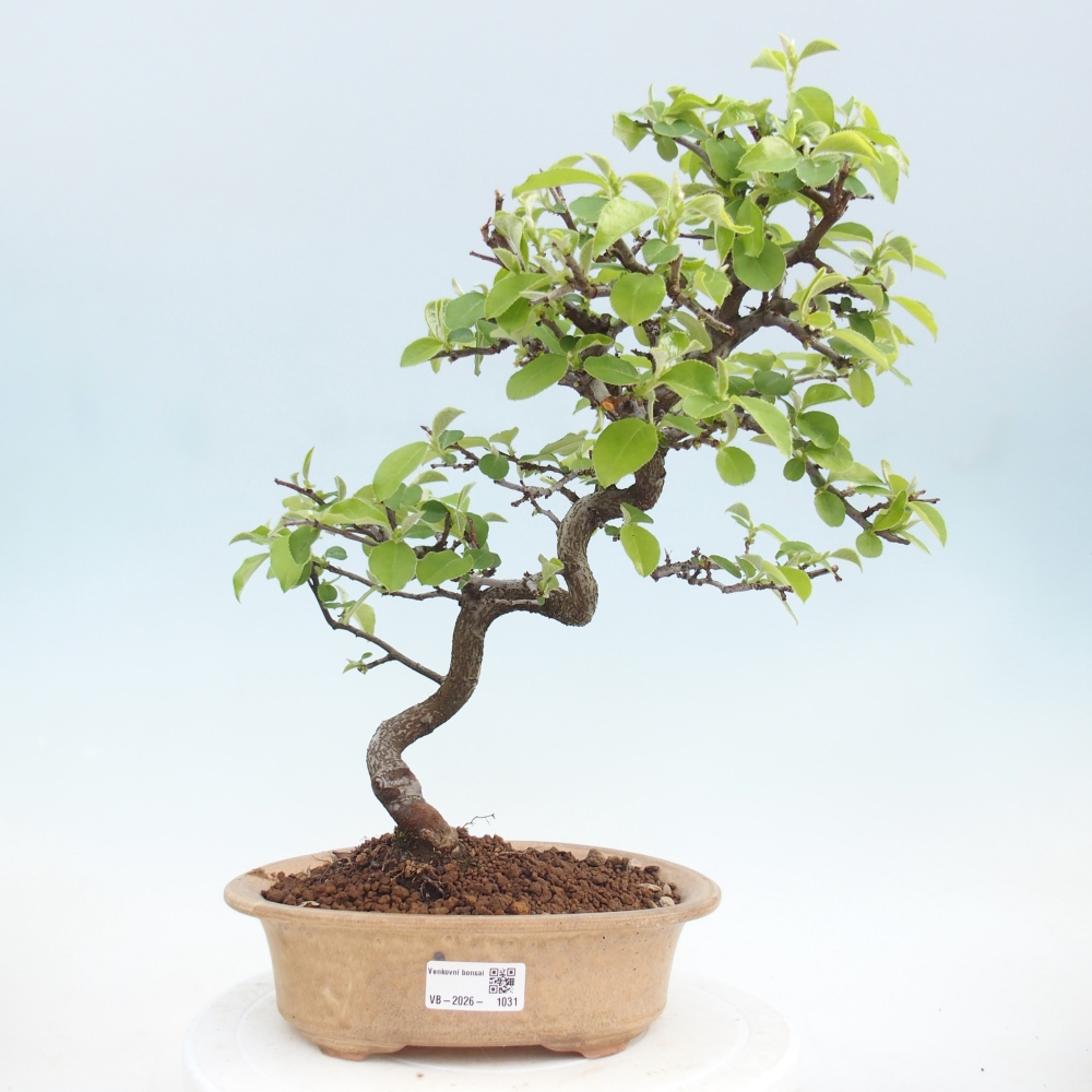 Bonsai voor buiten - Chaneomeles chinensis