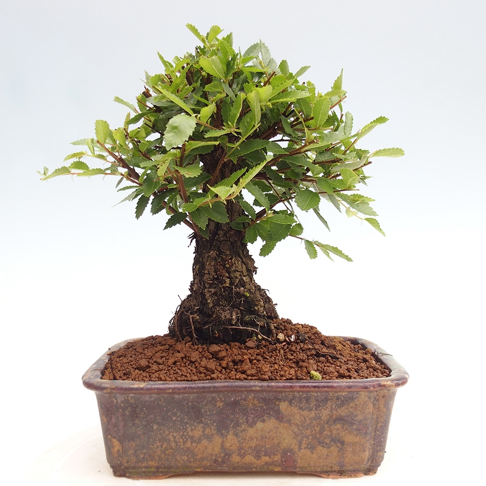 Bonsai voor buiten - Zelkova - Zelkova NIRE
