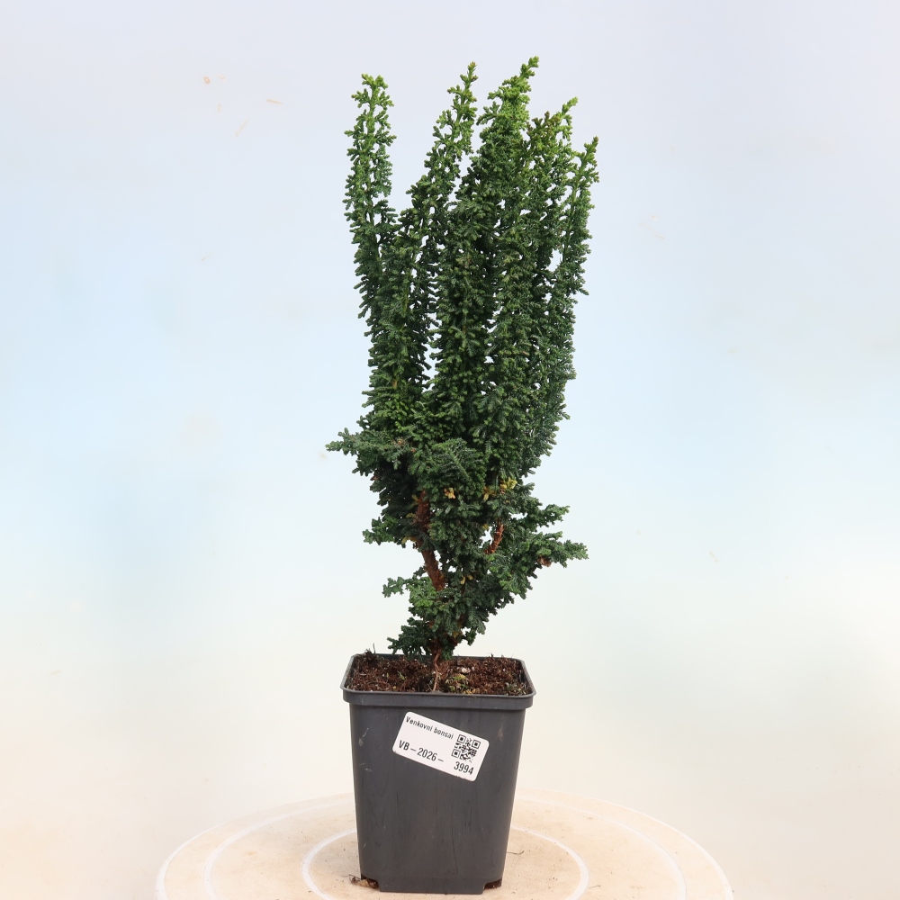 Bonsai voor buiten - Cham. obtusa SEKKA HINOKI - Cipres