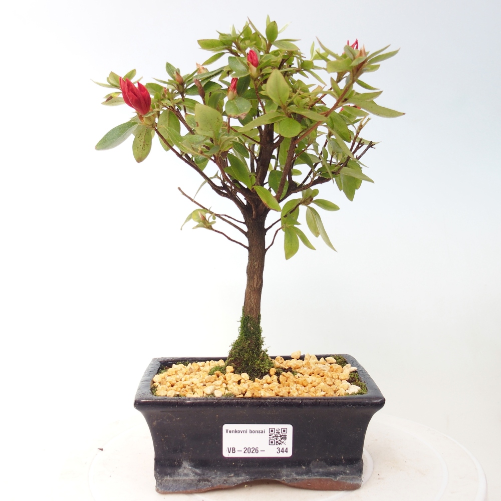 Bonsai voor buiten - Japanse azalea - Azalea sp.
