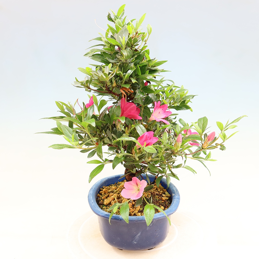Bonsai voor buiten - Japanse Azalea - Azalea Reiko