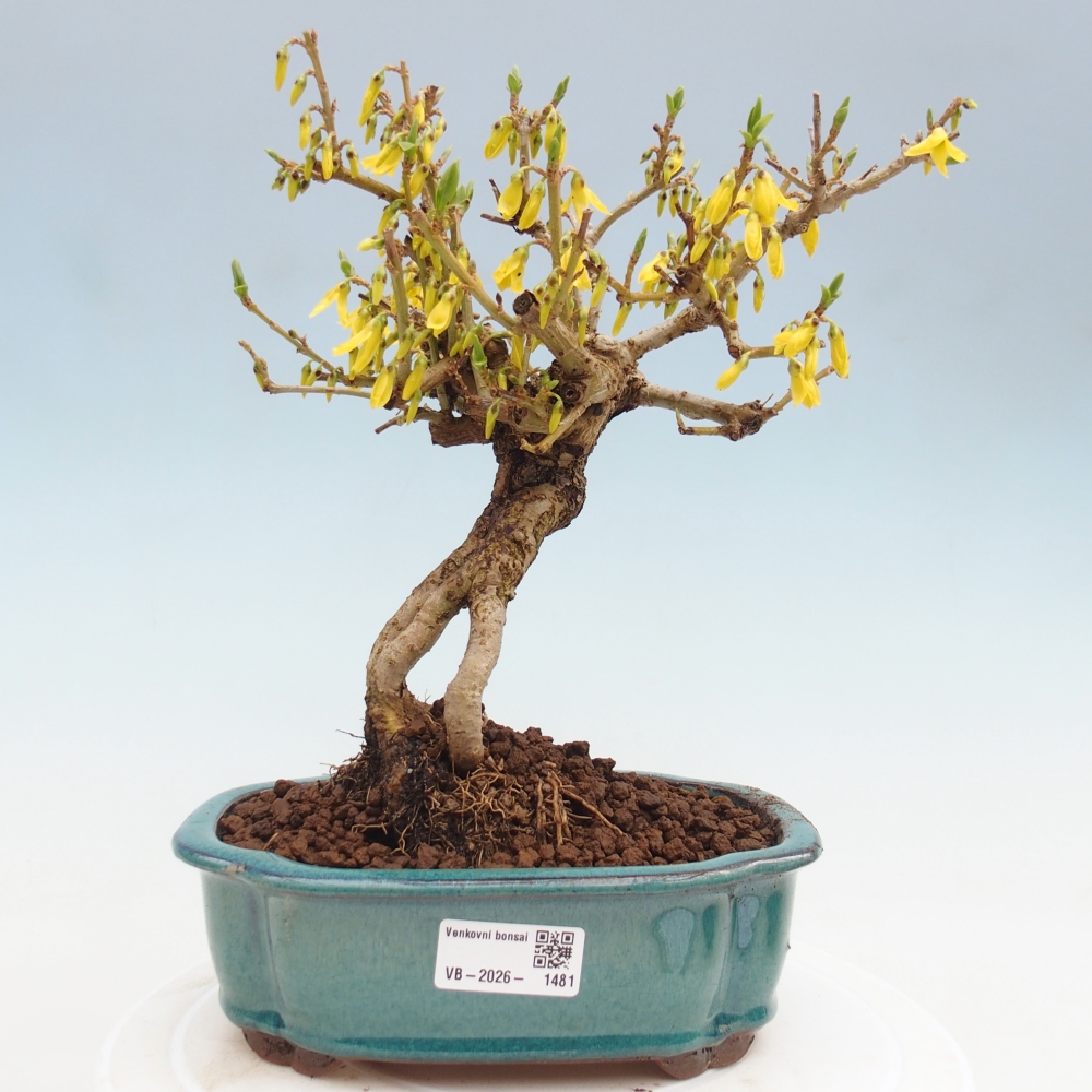 Bonsai voor buiten - Zlatice - Forsythia koreana