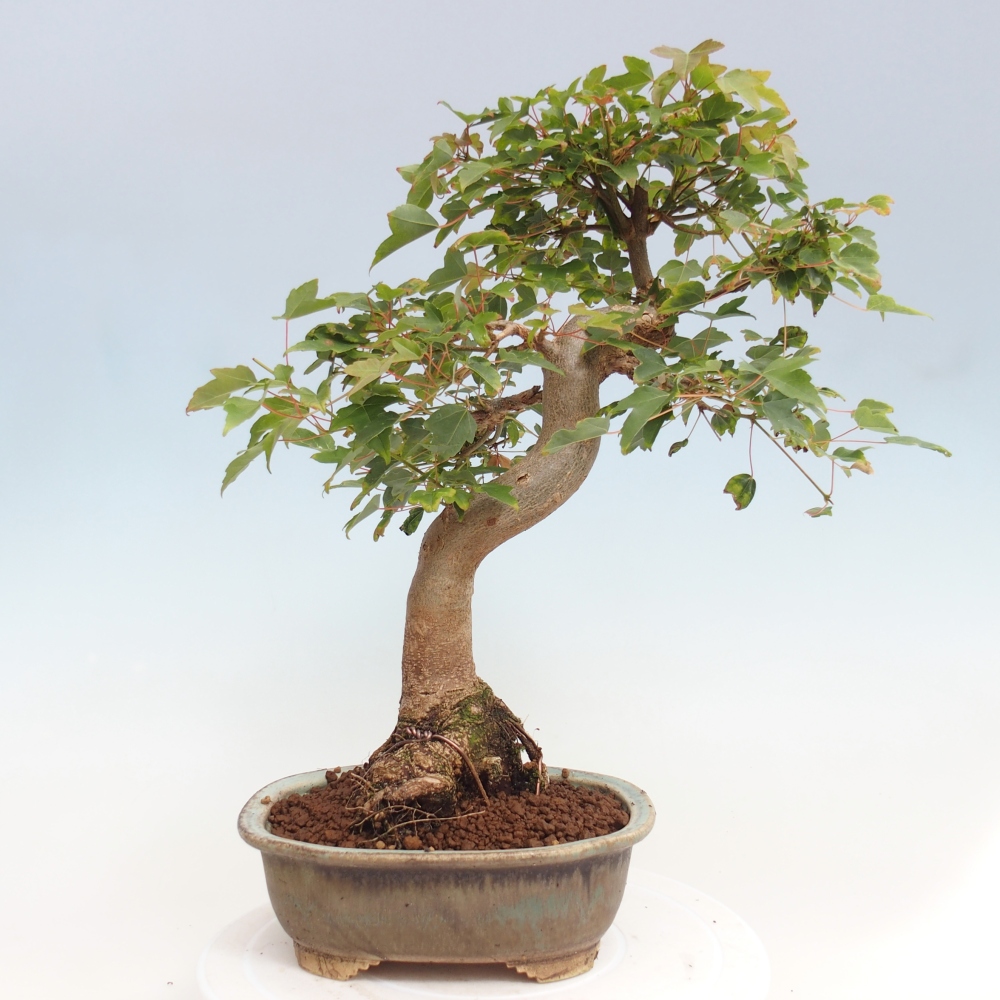 Bonsai voor buiten - Acer Buergerianum - Burgeresdoorn
