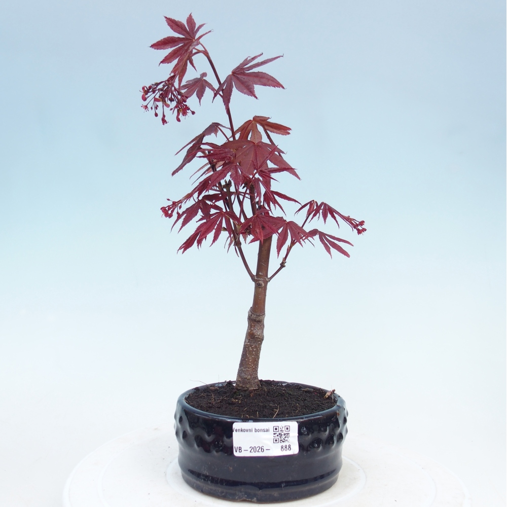 Bonsai voor buiten - Acer palm. Atropurpureum-Javorpalm