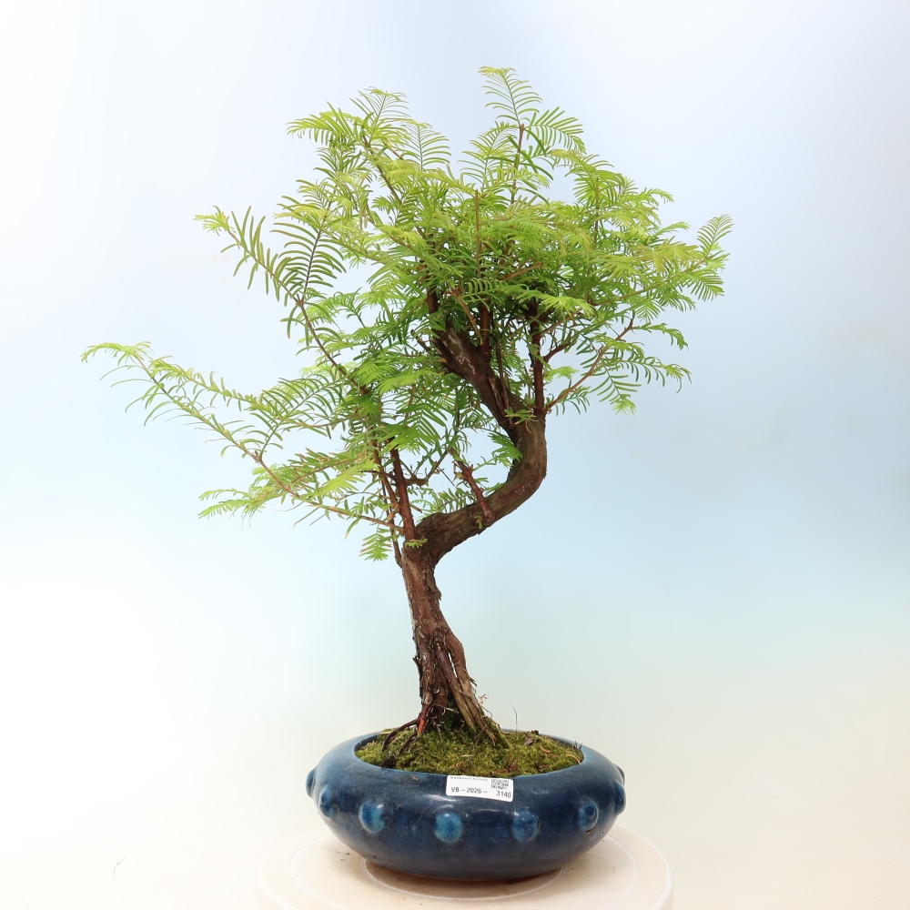 Bonsai voor buiten - Metasequoia glyptostroboides - Chinese Metasequoia
