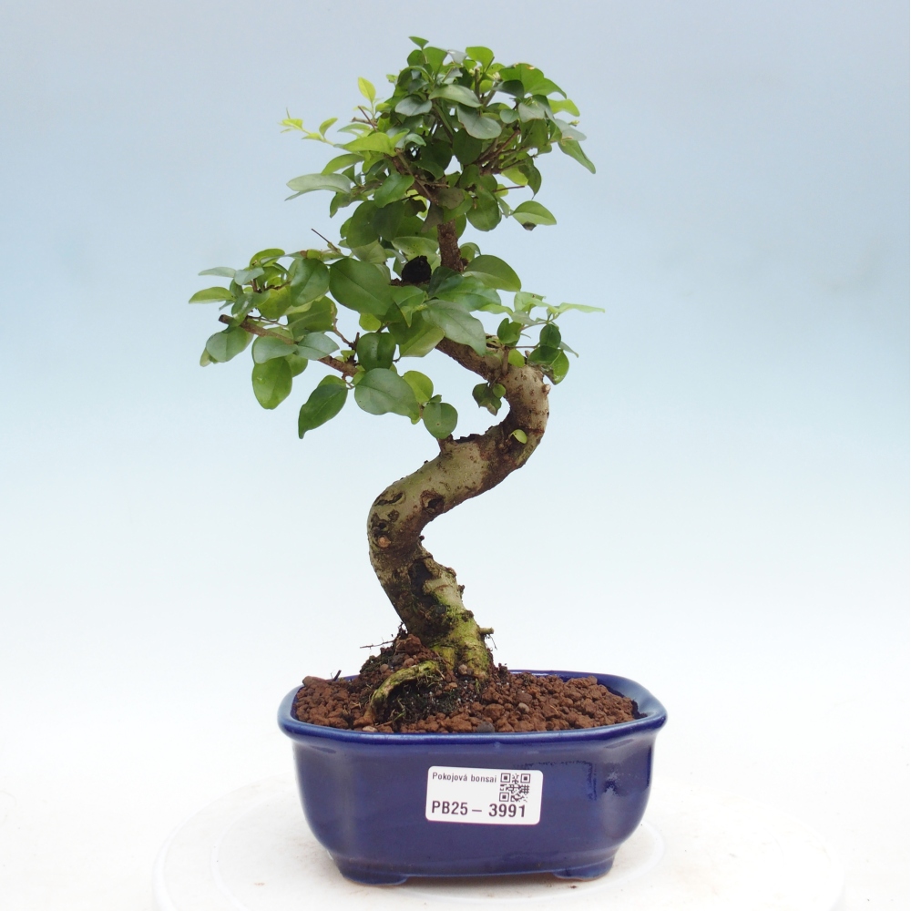 Kamerbonsai -Ligustrum chinensis - Vogelsnavel