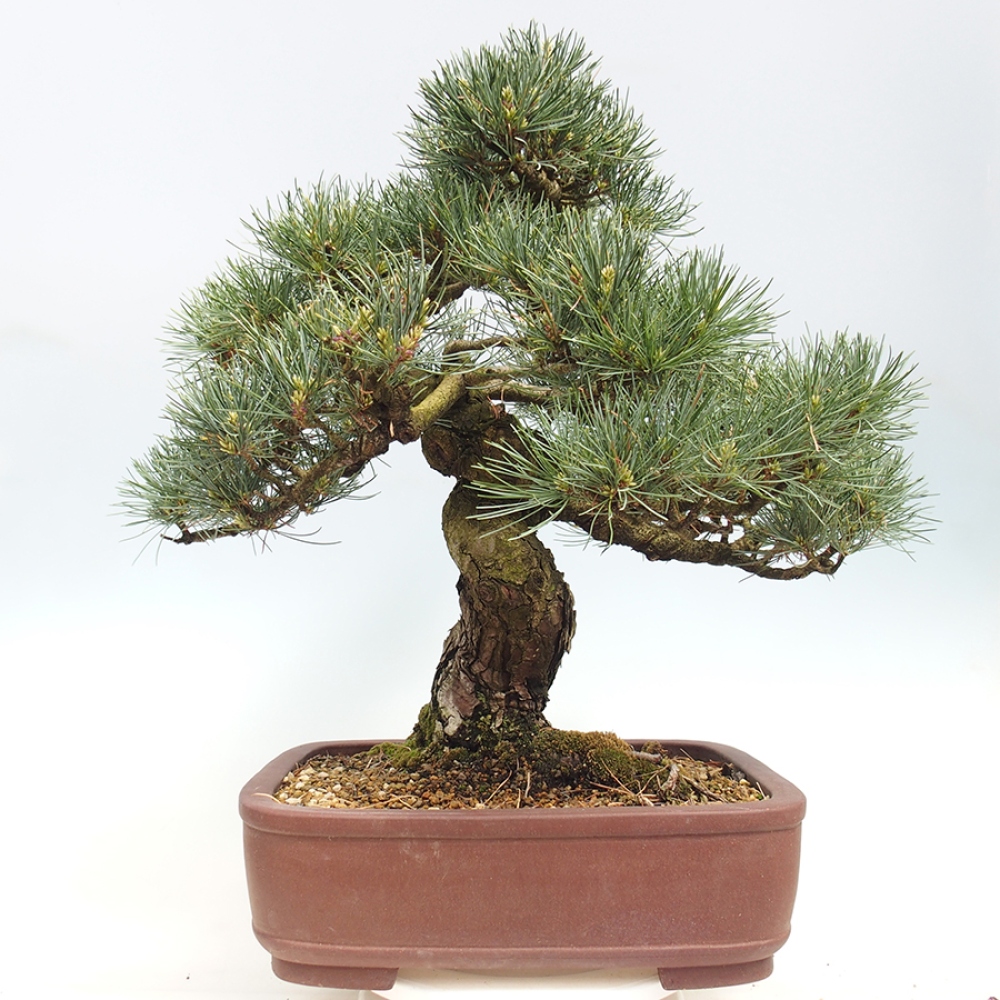 Bonsai voor buiten - Pinus parviflora - Pinus parviflora