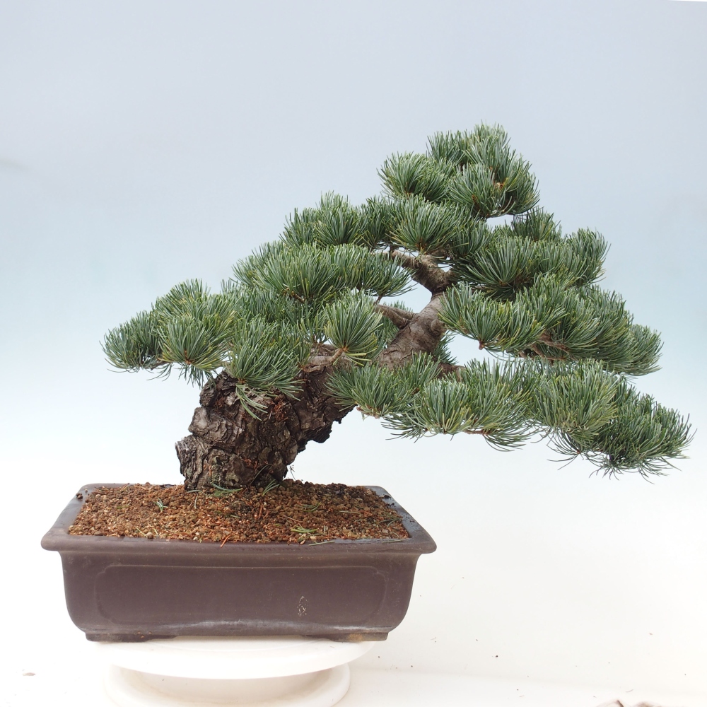 Bonsai voor buiten - Pinus parviflora - Pinus parviflora