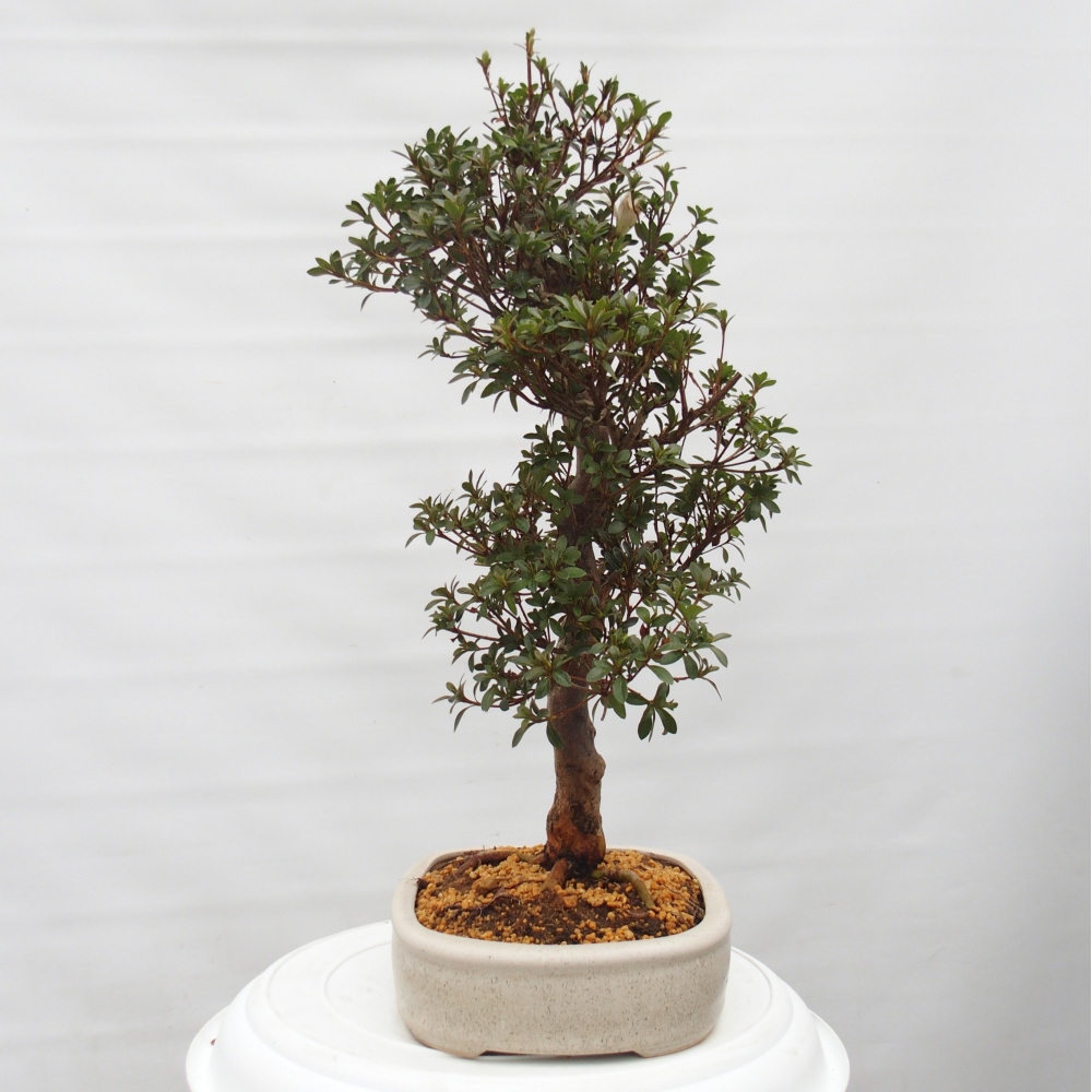 Bonsai voor buiten - Japanse Azalea - Azalea Hanatsuzuri