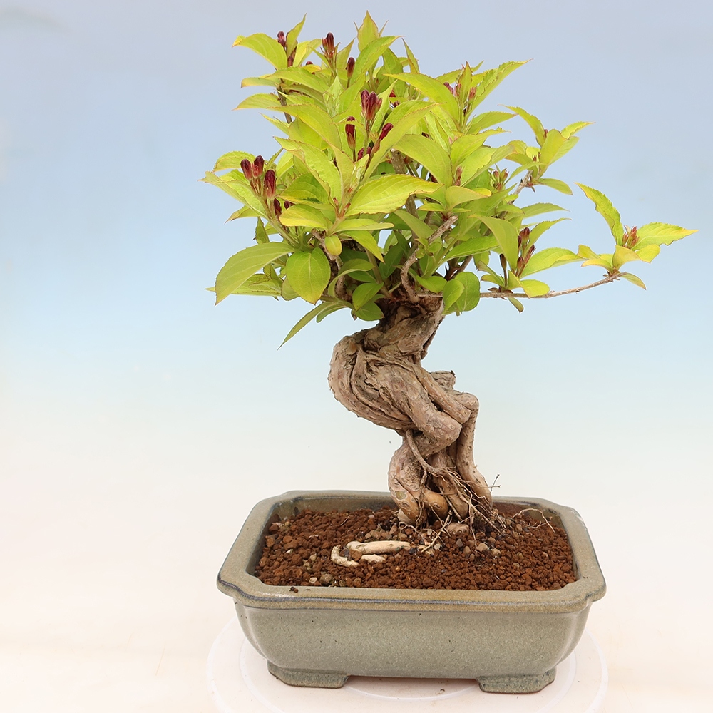 Buitenbonsai - Weigela subsessilis - Koreaanse weigela