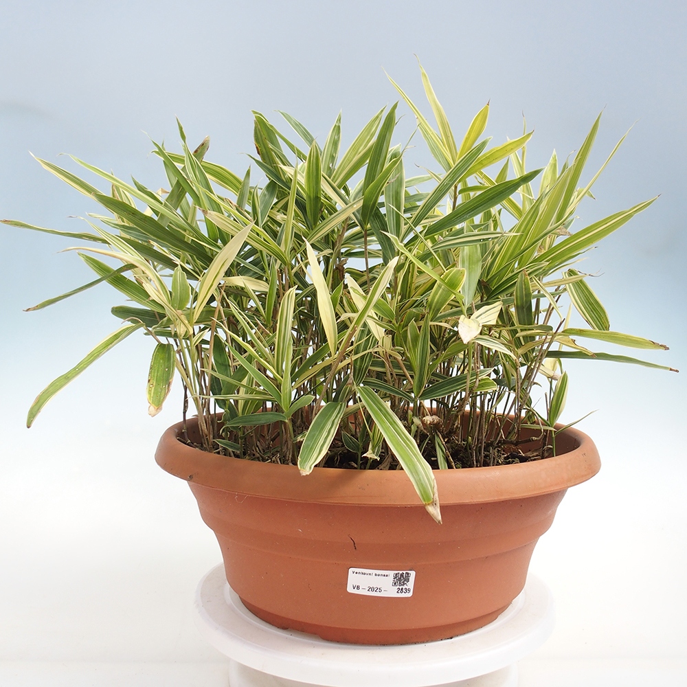 Bonsai voor buiten - Sasaella masamuneana Albostriata - Bamboe