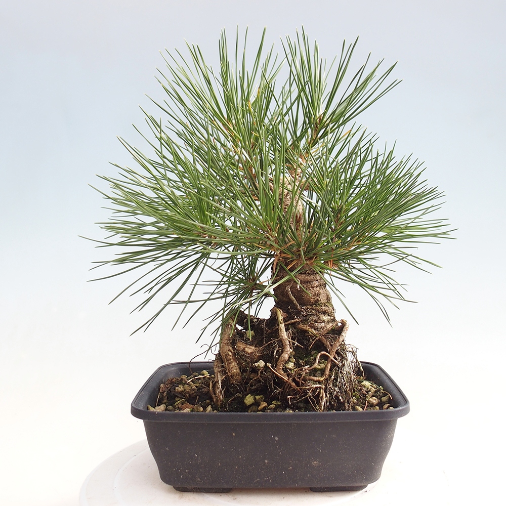 Bonsai voor buiten - Pinus thunbergii - Thunberg den
