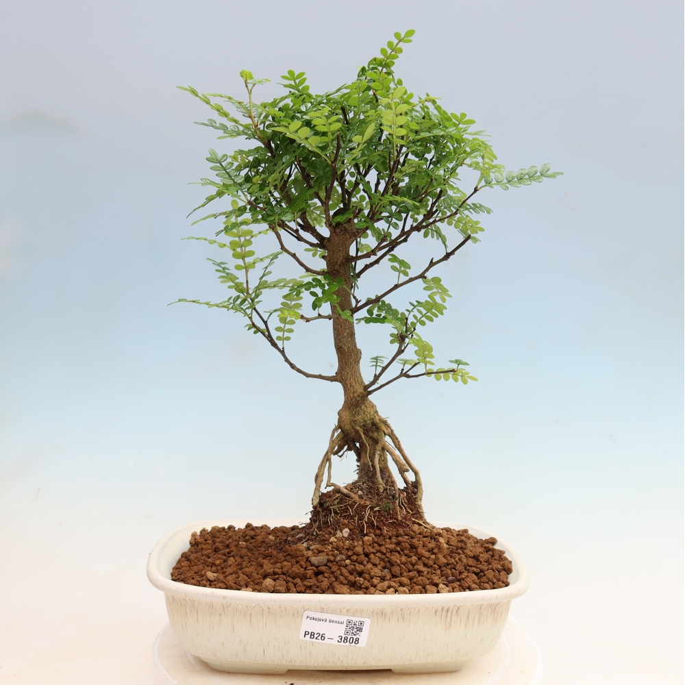 Kamerbonsai - Zantoxylum piperitum - peperboom