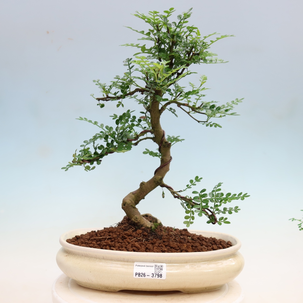 Kamerbonsai - Zantoxylum piperitum - peperboom