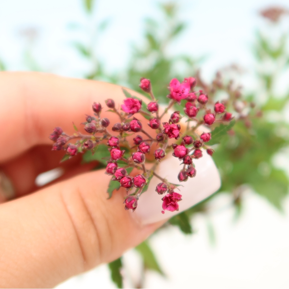 Bonsai voor buiten – Japanse spirea – Spirea japonica Anthony Waterer