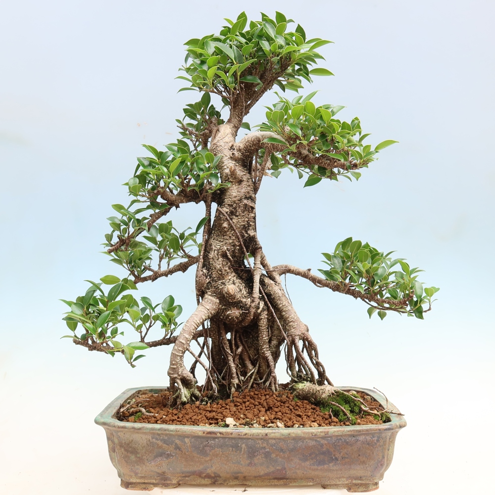 Kamerbonsai - Ficus kimmen - kleinbladige ficus