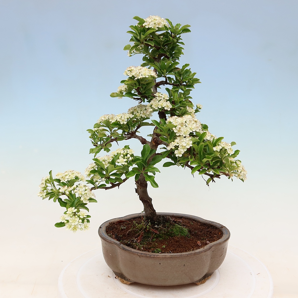 Buitenbonsai - Pyracantha teton - Vuurdoorn