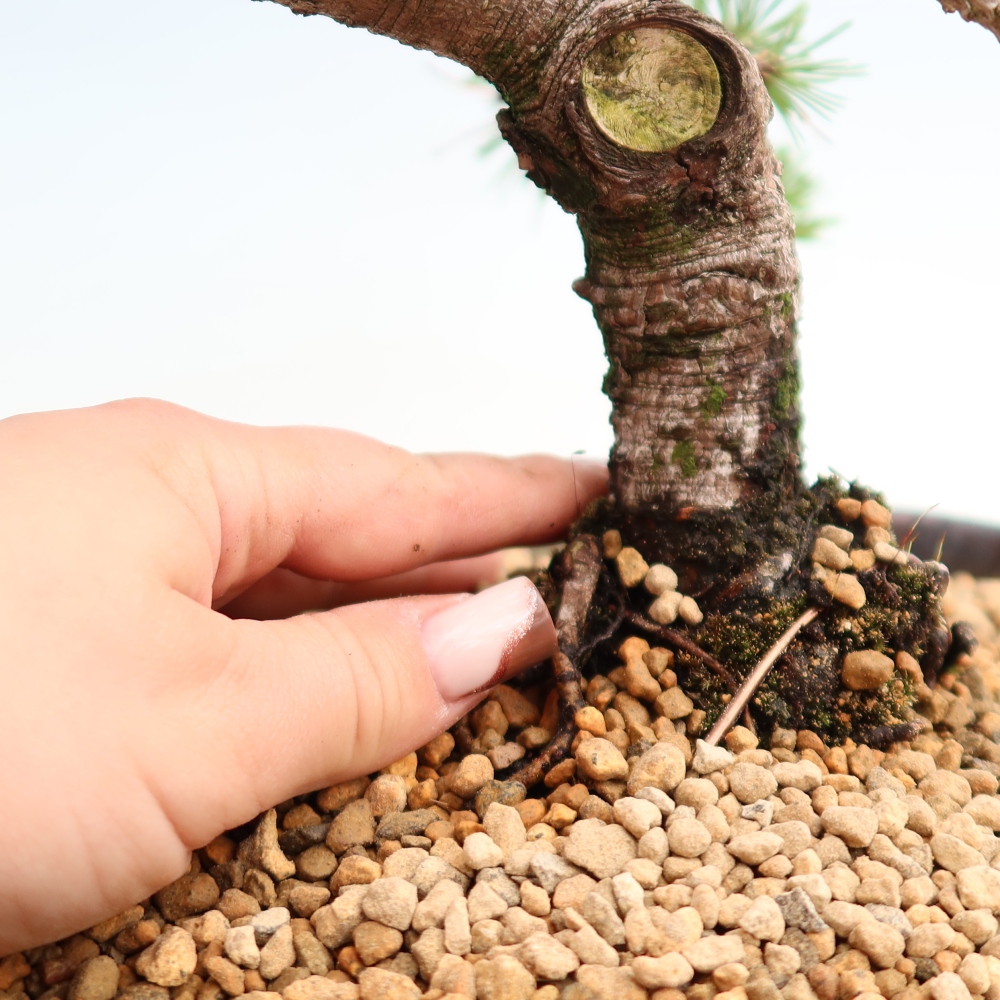 Bonsai voor buiten - Pinus mugo Humpy  - Bergden