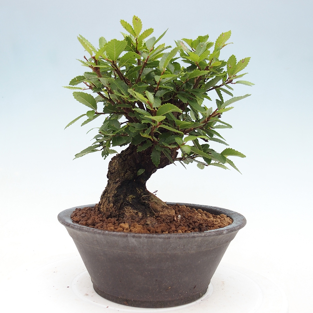 Bonsai voor buiten - Zelkova - Zelkova NIRE