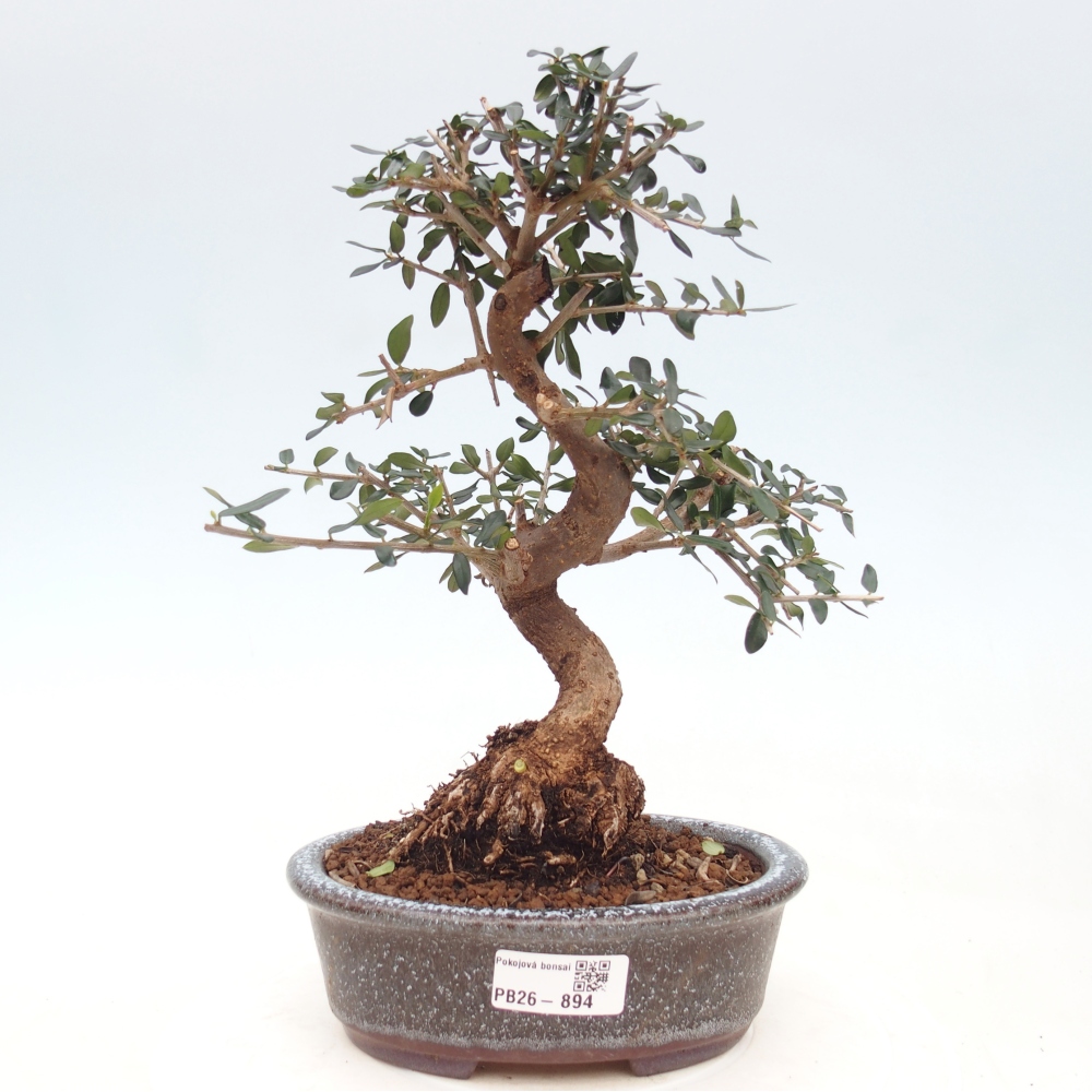 Bonsai voor binnen - Olea europaea sylvestris