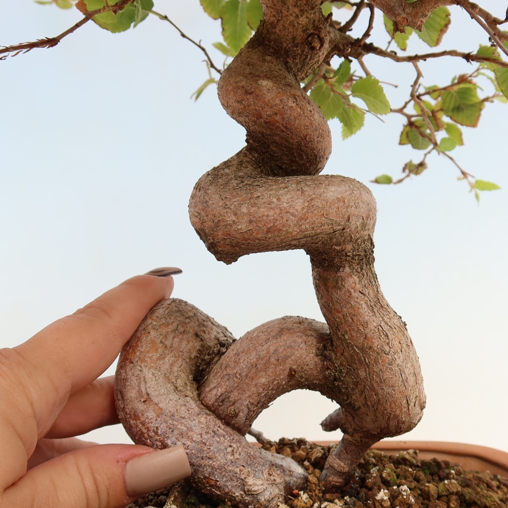 Bonsai voor buiten -Carpinus CARPINOIDES - Koreaanse haagbeuk