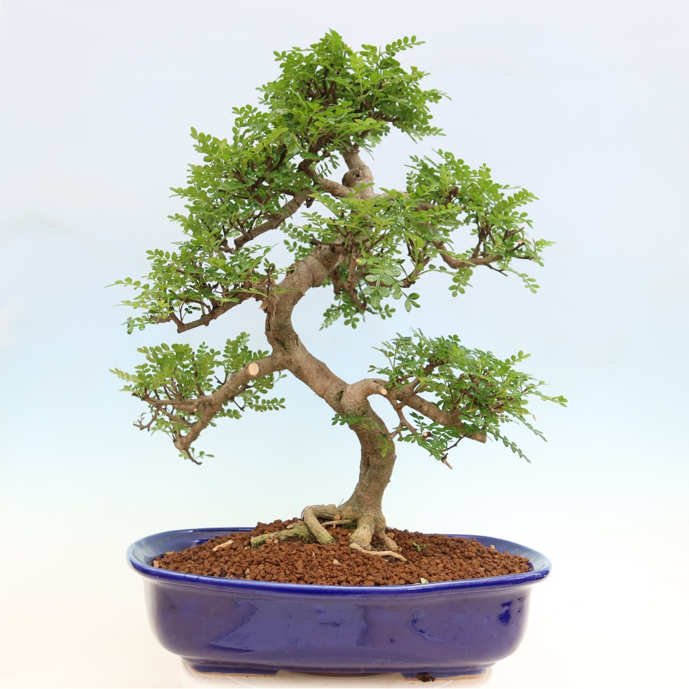 Kamerbonsai - Zantoxylum piperitum - peperboom