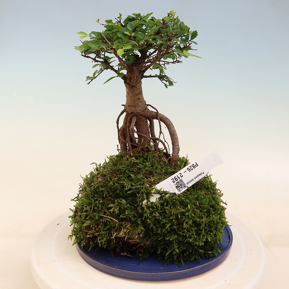 Kokedama met schaal – Ulmus parvifolia – kleinbladige iep