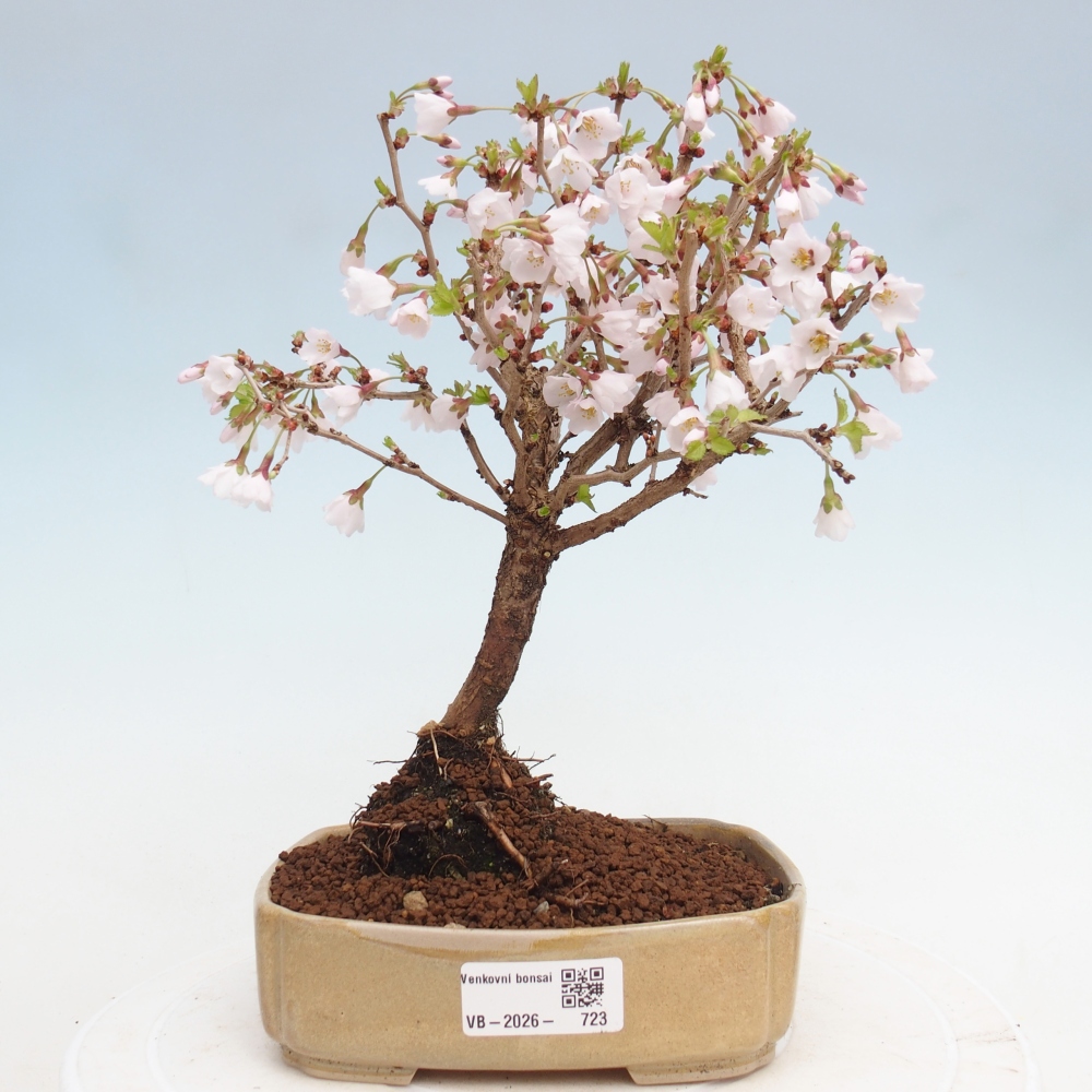 Bonsai voor buiten - Prunus incisa Kojou-no mai-Plivon uitgesneden