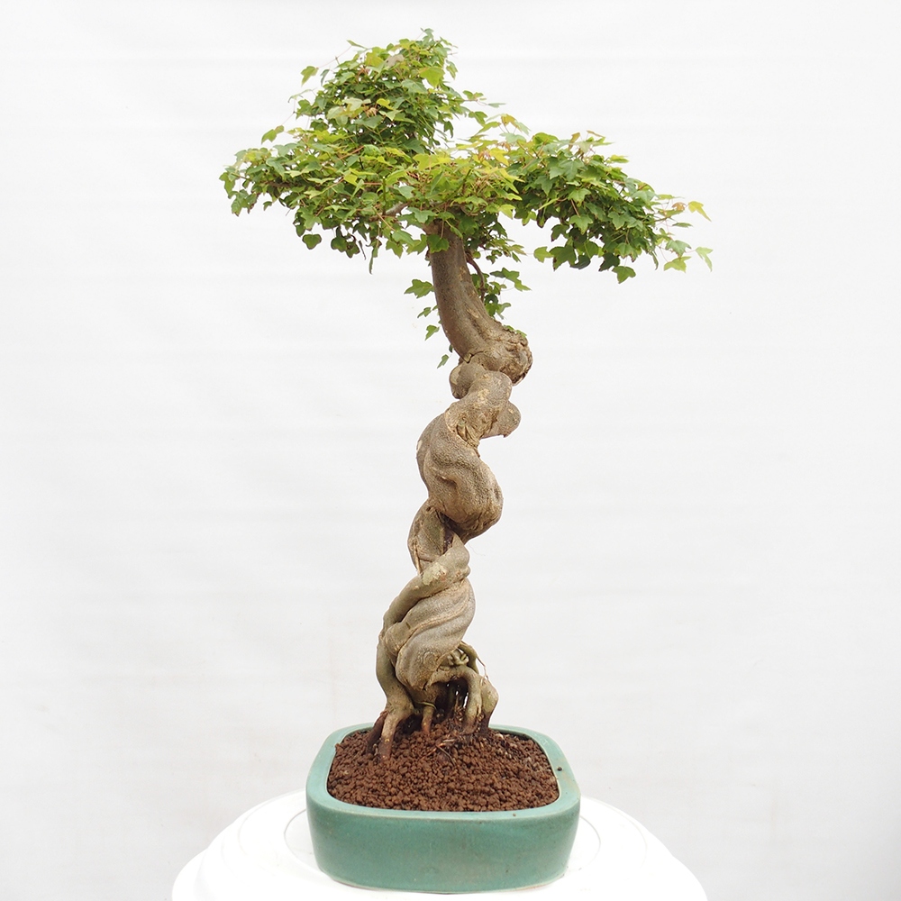 Bonsai voor buiten - Acer Buergerianum - Burgeresdoorn