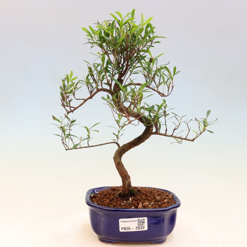 Kamerbonsai - Syzygium - Pimento