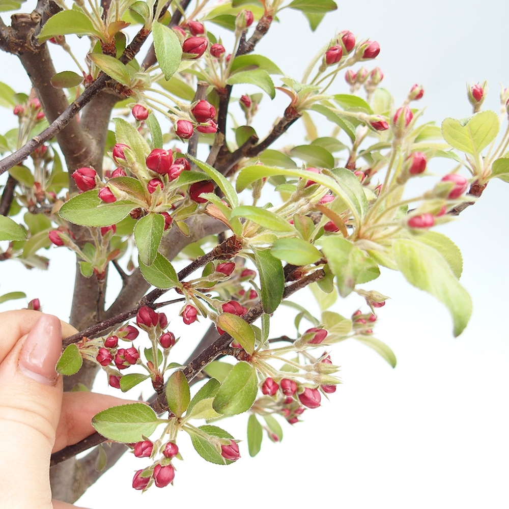 Bonsai voor buiten -Malus domestica - Roodbladige appelboom met kleine vruchten