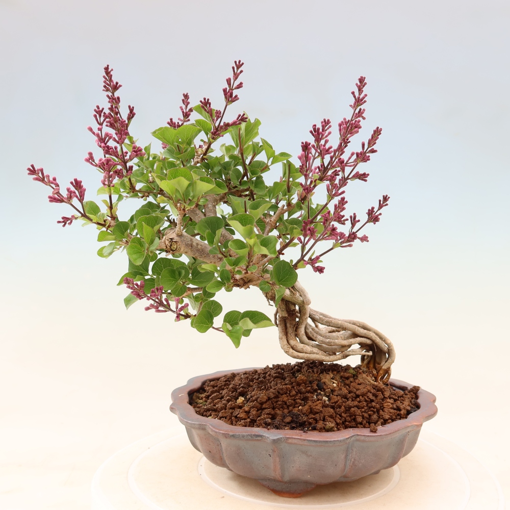 Bonsai voor buiten - Syringa microphylla - kleinbloemige sering