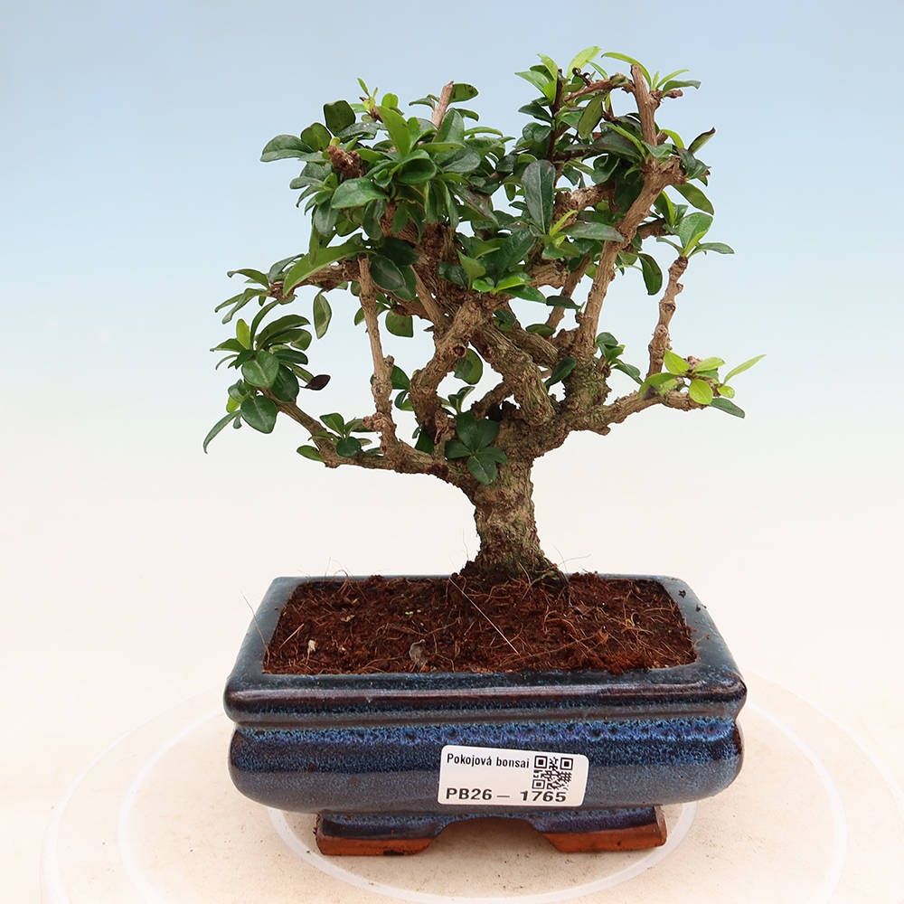 Kamerbonsai - Carmona macrophylla - Thee fuki