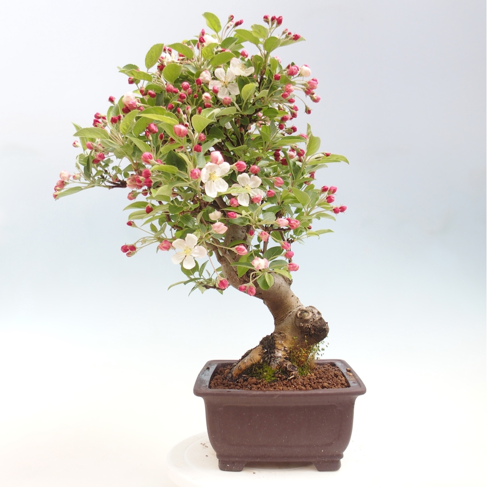 Bonsai voor buiten -Malus halliana - Appelboom met kleine vruchten