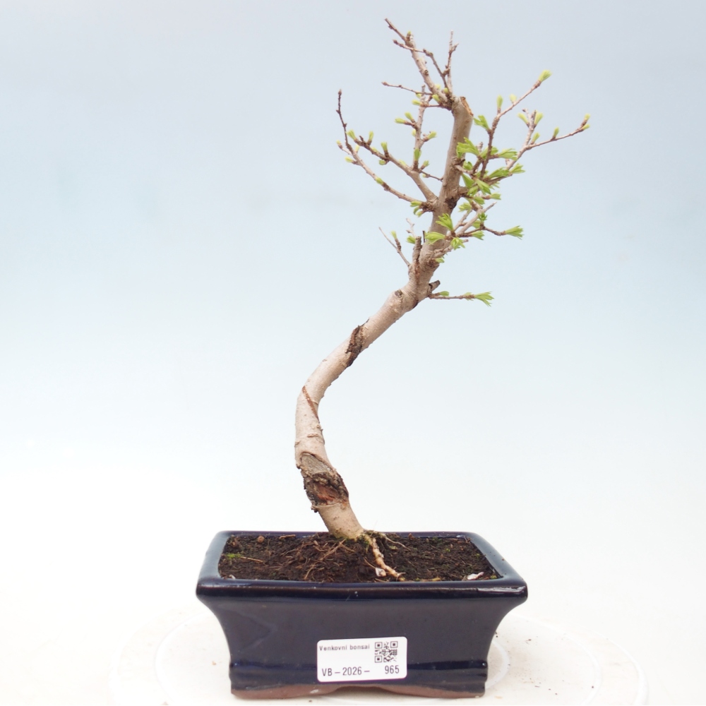 Bonsai voor buiten -Pseudolarix amabis-Pseudolarix amabis