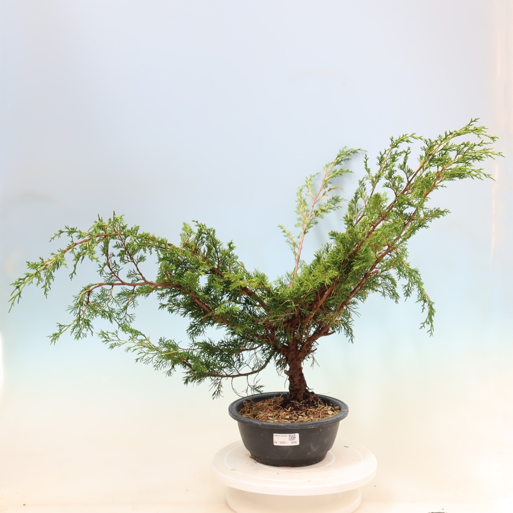Bonsai voor buiten - Juniperus chinensis Itoigawa