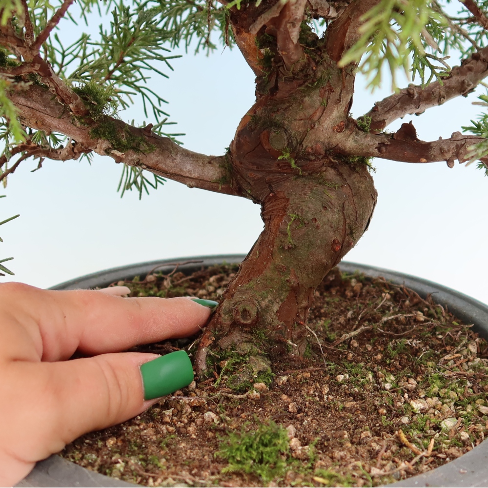 Bonsai voor buiten - Juniperus chinensis Itoigawa-Juniperus chinensis