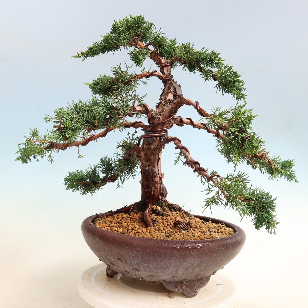 Bonsai voor buiten - Juniperus chinensis Kishu