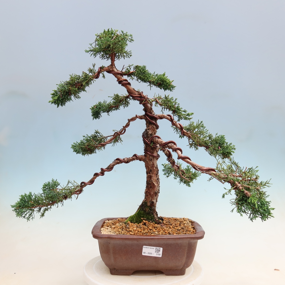 Bonsai voor buiten - Juniperus chinensis Kishu