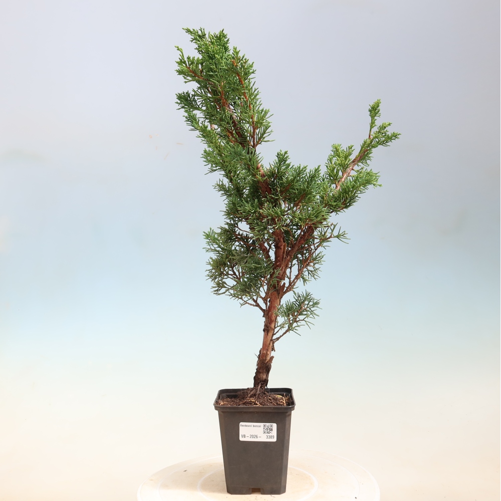 Bonsai voor buiten - Juniperus chinensis Kishu