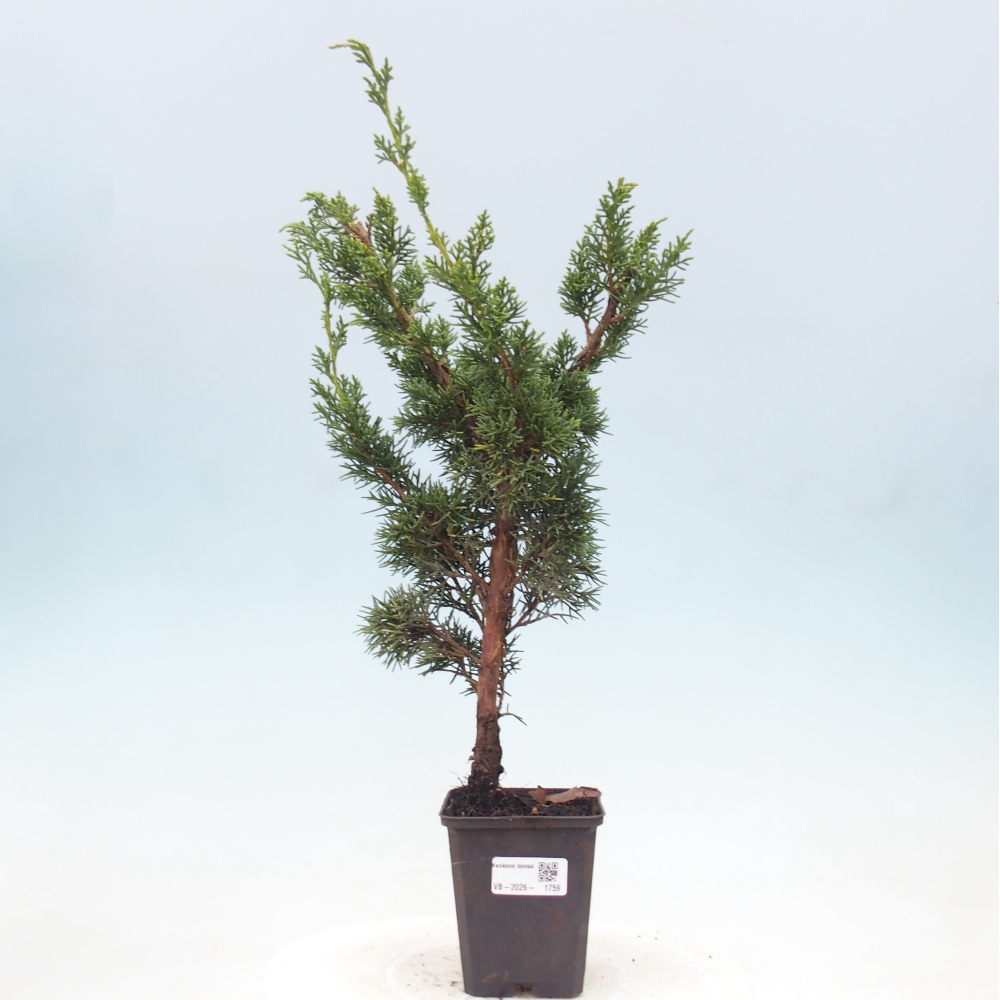 Bonsai voor buiten - Juniperus chinensis Kishu