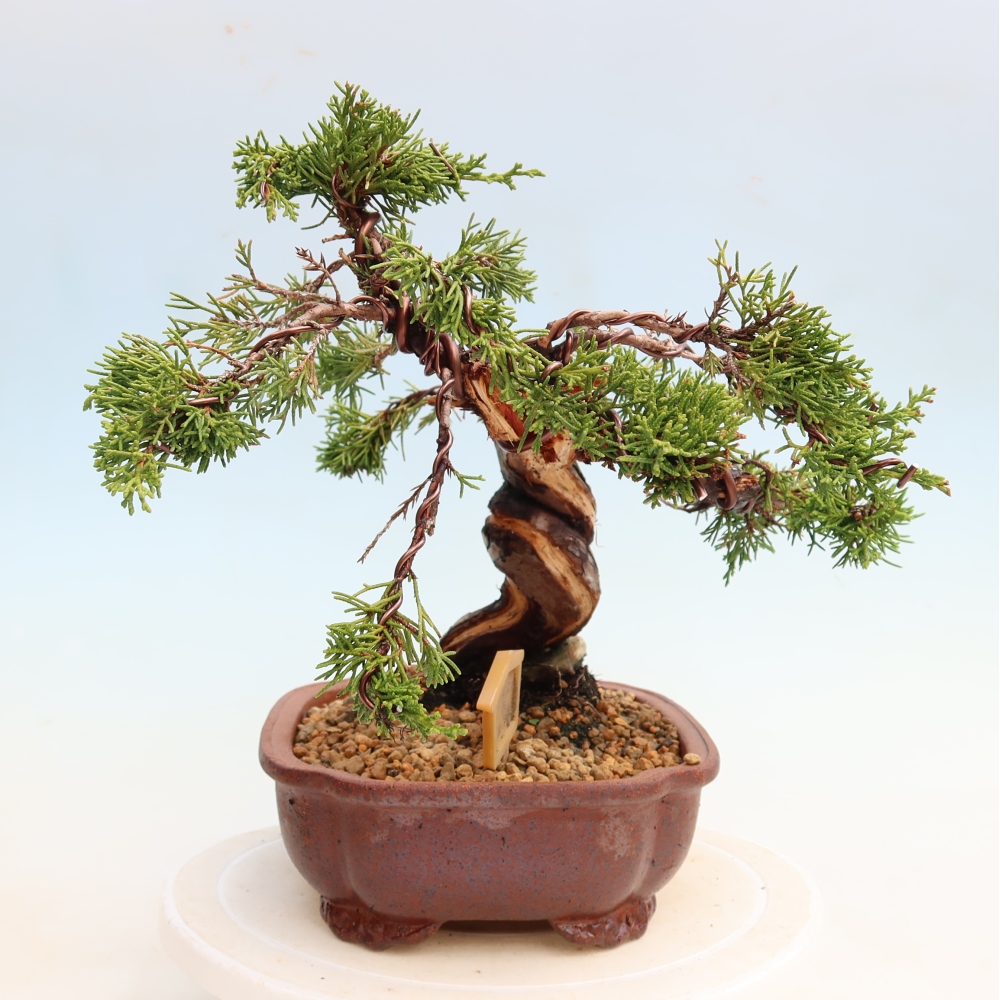 Bonsai voor buiten - Juniperus chinensis Itoigawa-Juniperus chinensis