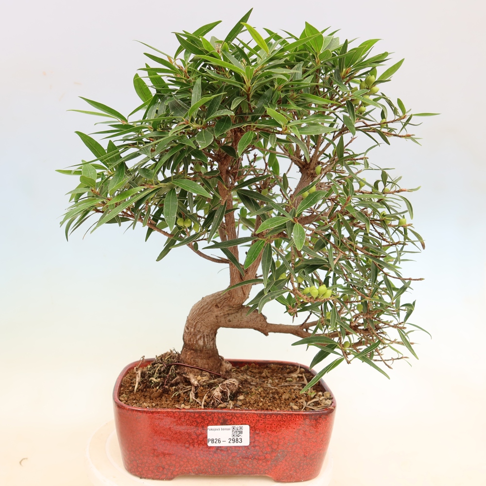 Kamerbonsai - Ficus nerifolia - kleinbladige ficus